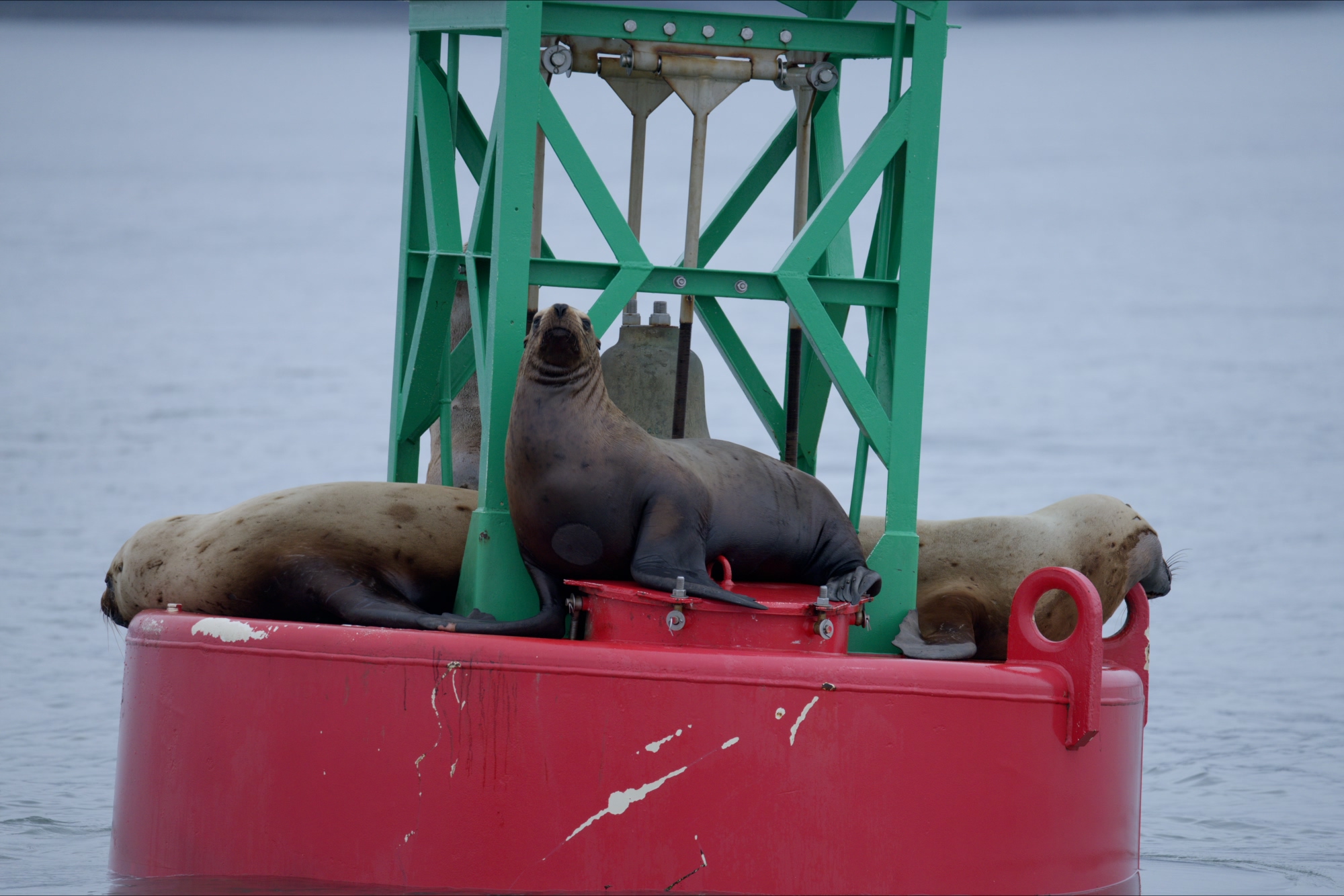 A variety of Alaskan wildlife attending a meeting on a buoy near Juneau, Alaska